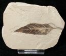 Fossil Fraxinus (Ash) Leaf - Green River Formation #16496-1